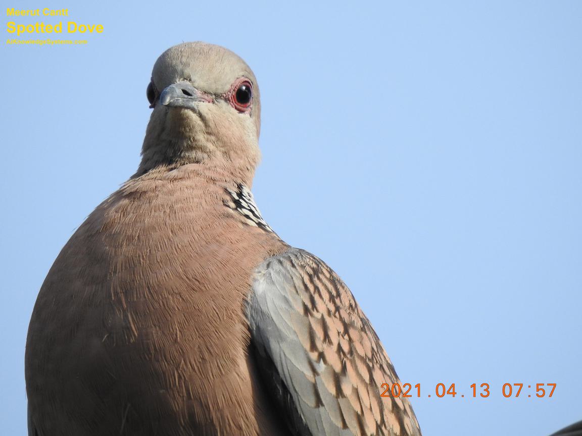 Dove Spotted (137) Coming Soon